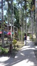 Woman standing by Betel nut trees at Havelock Island