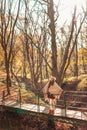 Woman standing on a forest bridge on sunny autumn day Royalty Free Stock Photo