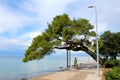 Woman standing with her dog on sidewalk near sea under old massive tree leaning over her surrounded with trees and other plants on Royalty Free Stock Photo