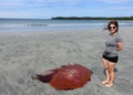 A woman standing beside a large red lion`s mane jellyfish washed up on a sandy beach at low tide.