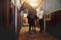 Woman standing in stables preparing her horse for a ride Royalty Free Stock Photo