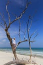 Woman standing in a tree looking out to the ocean. Royalty Free Stock Photo