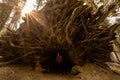 Woman Stands In The Cavernous Roots of a Sequoia Royalty Free Stock Photo