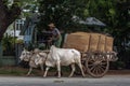 Woman with Stick on Ox Cart in Mayanmar