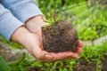 Woman strands plant into the ground, his hands holding a young flower which transplants in soil Royalty Free Stock Photo