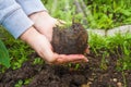 Woman strands plant into the ground, his hands holding a young flower which transplants in soil Royalty Free Stock Photo