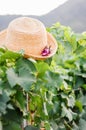 Woman straw hat on grape vine bush Royalty Free Stock Photo