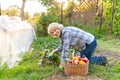 Woman with a straw hat holding basket of vegetables Royalty Free Stock Photo