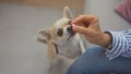 A woman in a striped shirt gives a treat to her attentive chihuahua indoors, capturing a moment of pet care at home