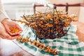 Woman stripping sea buckthorn berries from branches at home and puts it in hands. Healthy fruit