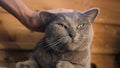 Woman strokes a british gray cat lying on the floor at home Royalty Free Stock Photo