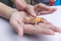 A woman strokes and pets a friendly leopard gecko lying on the palm of her hand. A reptile lover, pet owner or herpetologist Royalty Free Stock Photo