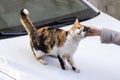 A woman strokes a stray cat lying on car.