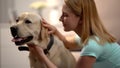 Woman stroking cute labrador dog, admiring beautiful pet, togetherness concept