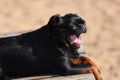 woman stroking a dog of breed small brabancon yawns outdoors in summer