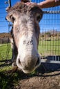 woman stroking a friendly donkey in the field