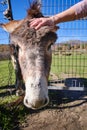 woman stroking a friendly donkey in the field