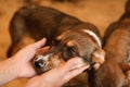 Woman stroking homeless dog in animal shelter. Concept of volunteering Royalty Free Stock Photo