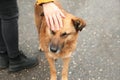 Woman stroking homeless dog on city street, closeup. Abandoned animal