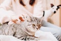 woman stroking tenderly her tabby cat while small dog looking at them. crop view. domestic scottish straight cat, pet