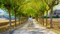 Woman strolling along a path among trees lined up on a sunny day and at sunset. Royalty Free Stock Photo