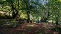 Woman strolling through the enchanted beech forest along the path between huge trees, Alava, Spain. Royalty Free Stock Photo