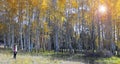 A Woman Strolls Through Fall Scenery in the San Francisco Mountains