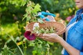 Woman in summer garden picking dry flowers seeds with mallow plants in basket