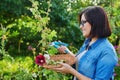 Woman in summer garden picking dry flowers seeds with mallow plants in basket
