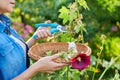 Woman in summer garden picking dry flowers seeds with mallow plants in basket
