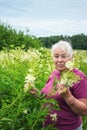 Woman in the summer picking flowers meadowsweet Royalty Free Stock Photo