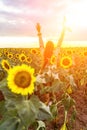 Woman sunflower field. Happy girl in blue dress and straw hat posing in a vast field of sunflowers at sunset. Summer Royalty Free Stock Photo