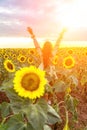 Woman sunflower field. Happy girl in blue dress and straw hat posing in a vast field of sunflowers at sunset. Summer Royalty Free Stock Photo