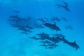 woman swimming with a pod of Spinner dolphins (Stenella longirorstris) over sand in Sataya reef, Egypt, Red Sea Royalty Free Stock Photo