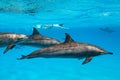 woman swimming with a pod of Spinner dolphins (Stenella longirorstris) over sand in Sataya reef, Egypt, Red Sea