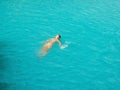 Woman swimming turquoise water of cambugahay waterfalls in Siquijor Island