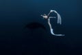Woman underwater with manta ray. Freediving with manta rays on deep ocean Royalty Free Stock Photo