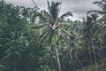 Woman swings in the deep jungle. Bali island. Royalty Free Stock Photo