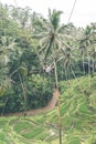 Woman swings in the deep jungle. Bali island. Royalty Free Stock Photo