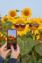 Woman take a picture of a sunflower with a mobile phone. Smartphone in the hands of a girl making a bright photo of Royalty Free Stock Photo