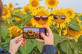 Woman take a picture of a sunflower with a mobile phone. Smartphone in the hands of a girl making a bright photo of Royalty Free Stock Photo