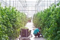 Woman takes care of tomatoes plants growing inside a modern greenhouse