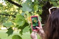 Woman takes a picture of blossoming flower of Tulip tree or Liriodendron in spring park for plant definition Royalty Free Stock Photo