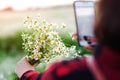 Woman takes picture a bouquet of daisies at nature. Female walking on flowers field at sunset Royalty Free Stock Photo