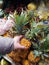 Woman takes yellow pineapple in market Royalty Free Stock Photo