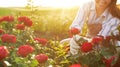 Woman taking care of blooming roses outdoors