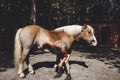 Woman trainer grooming a brown horse outside in the forest Royalty Free Stock Photo