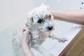 Woman taking care of her little dog. Washing an adorable maltese under the shower. Animals hygiene concept.