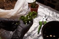 Woman taking care of Kalanchoe seedlings, planting home flowers into pots using universal compost