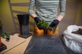 Woman taking care of Kalanchoe seedlings, planting home flowers into pots using universal compost.